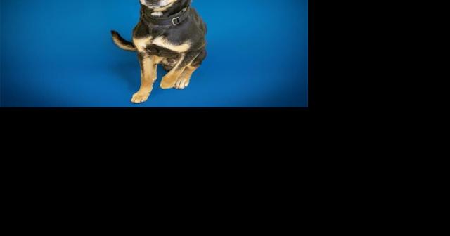 Humane Society of Missouri pets for adoption - Vimarsana News