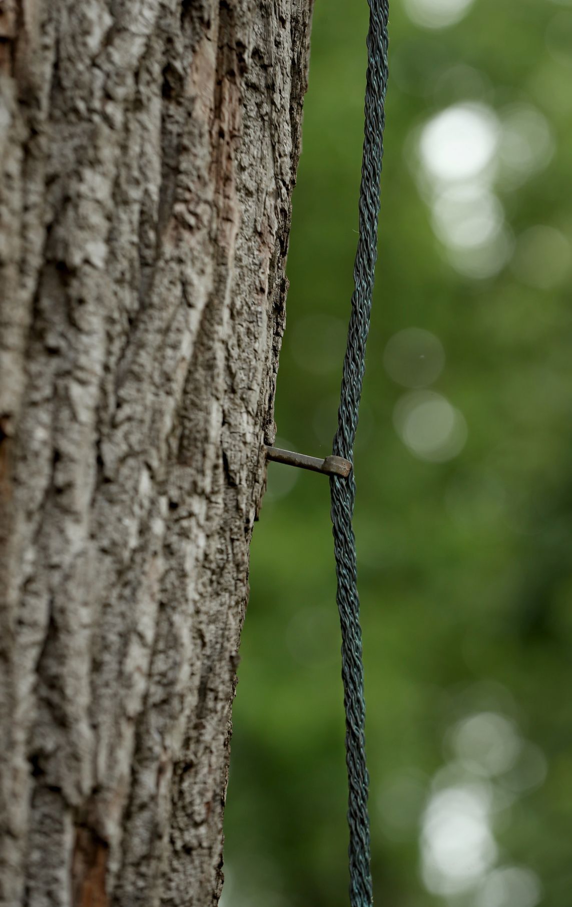 Lightning hit a prized Missouri Botanical Garden tree. And a small rod ...