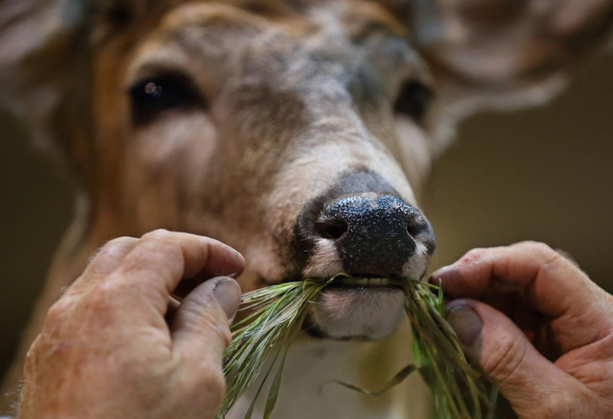 The 'Olympics of taxidermy' comes to Missouri
