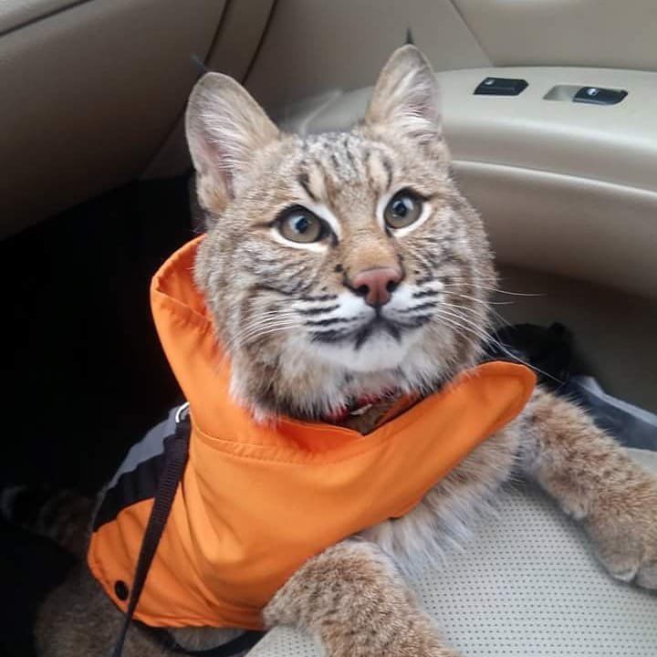 Capone the bobcat was a beloved pet for 2 years. Then Illinois ...