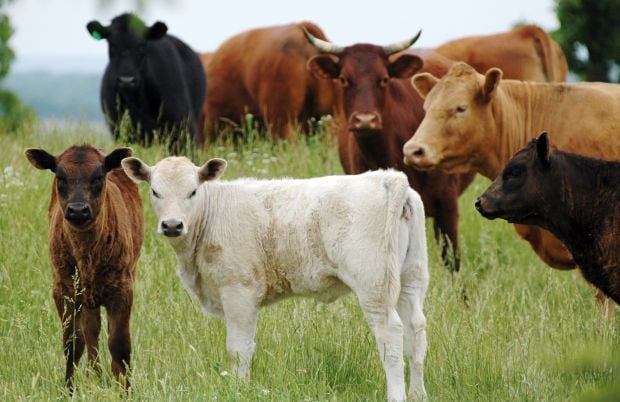 Calves and cattle and beef.