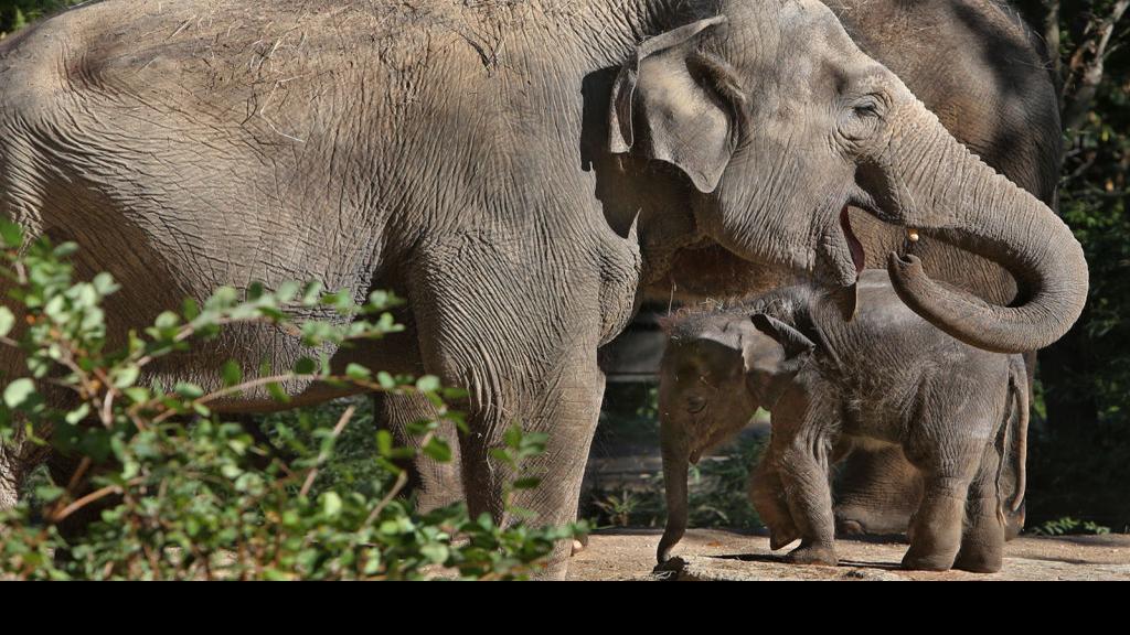 Zoo elephants getting fat, study says. Or is that curvy? Metro