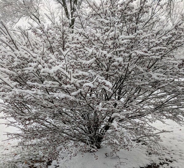 Snow dusts St. Louis area but leaves little impact | Metro | literacybasics.ca