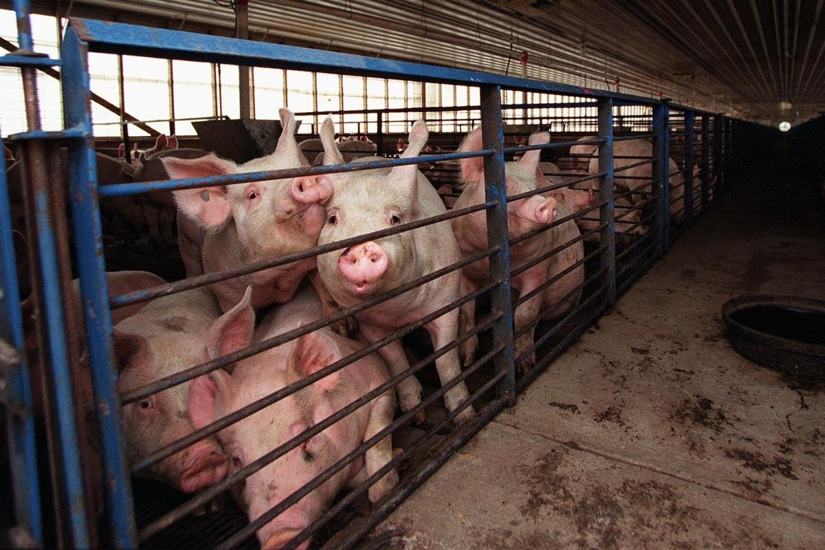 A pig farm