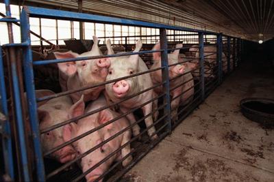 A pig farm