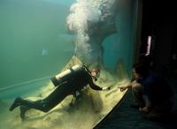 St. Louis Aquarium preps for grand opening