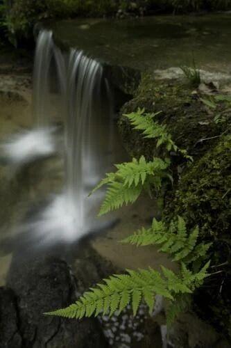 Pickle Springs Natural Area