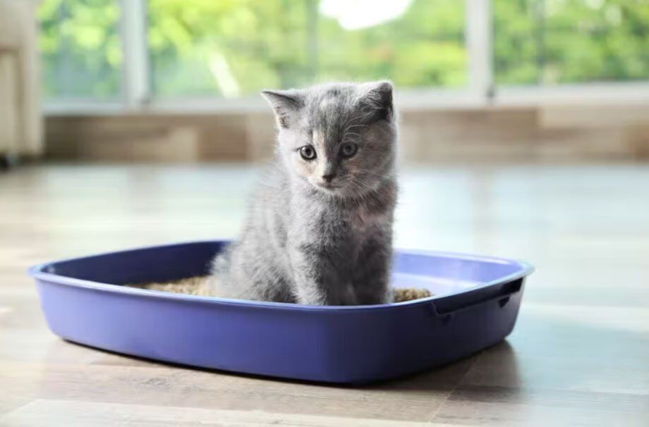 Kitten kicking litter out of clearance box