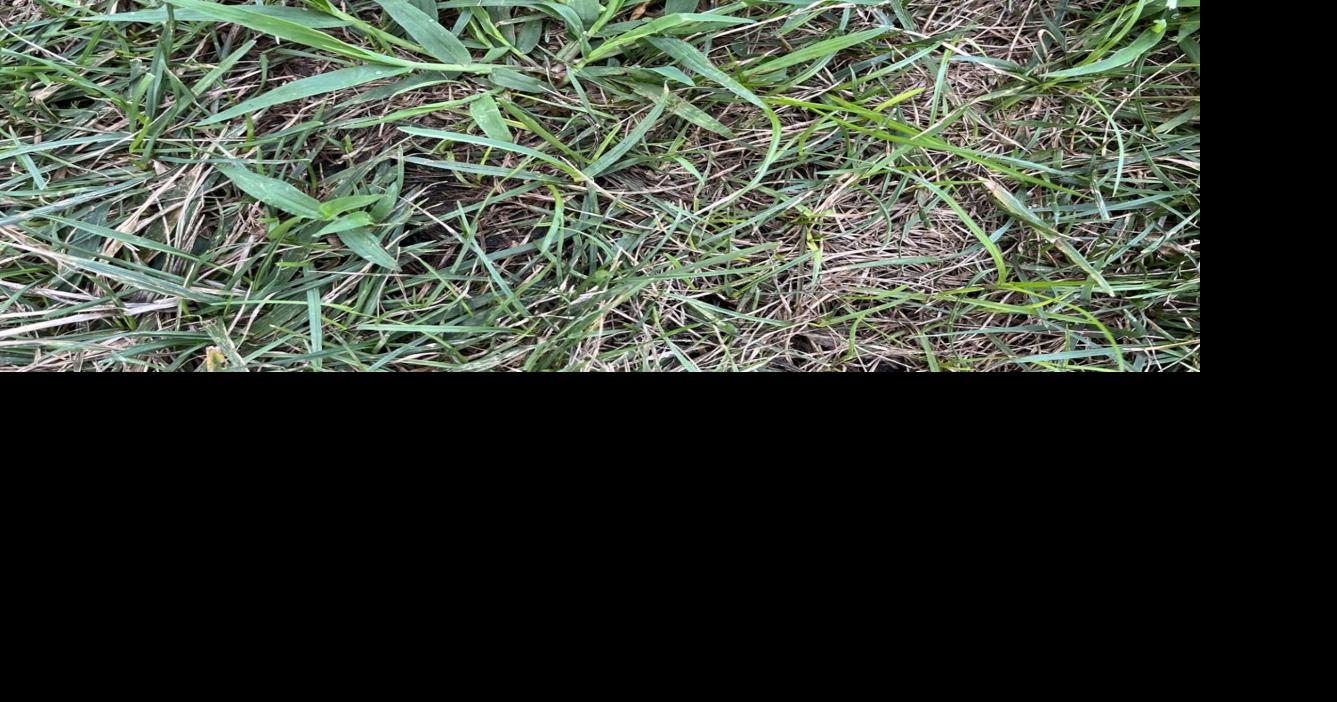 Gardening Q&A Crabgrass showing up in your yard? Here's what to do about it Laura Chaves Missouri Botanical Garden