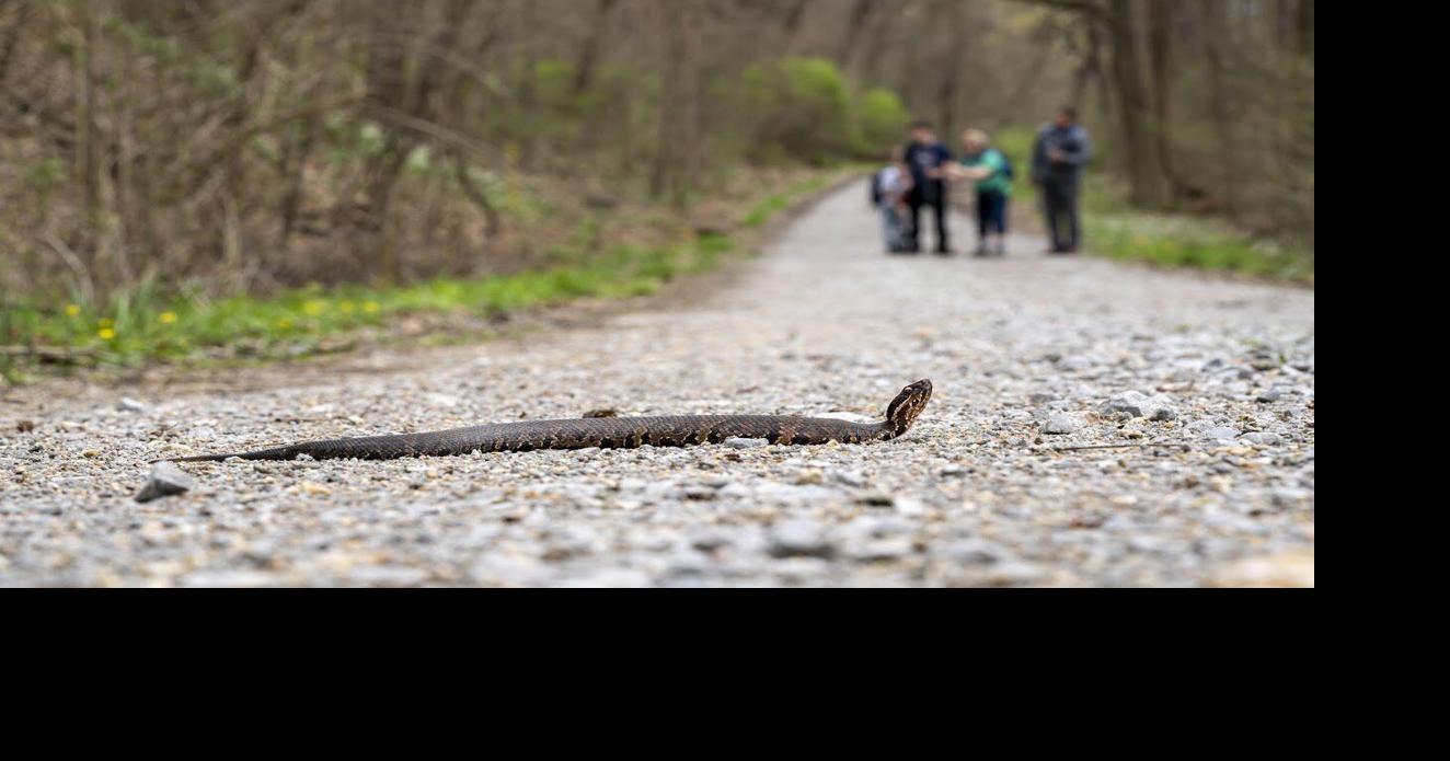 five headed snake on road