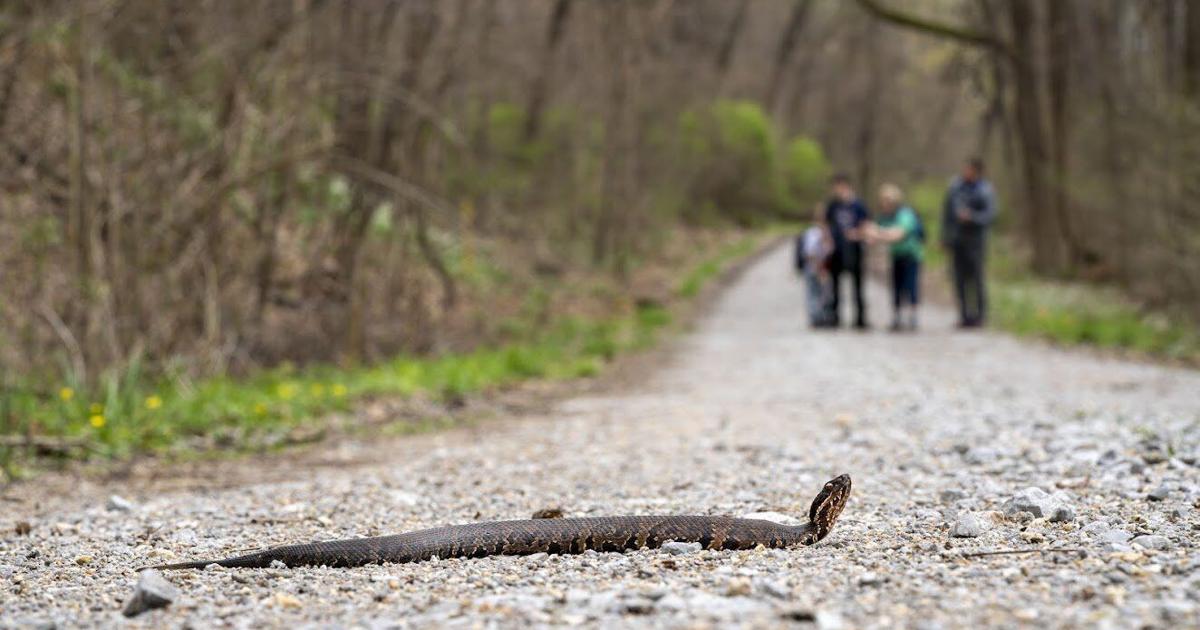 On Snake Road, thousands slither into migration at Shawnee National Forest