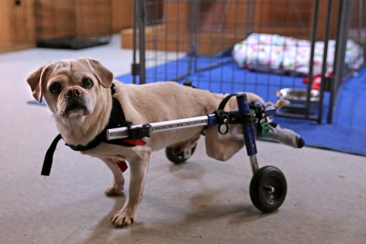 Founder of animal rescue in O'Fallon, Ill., says he'll ...