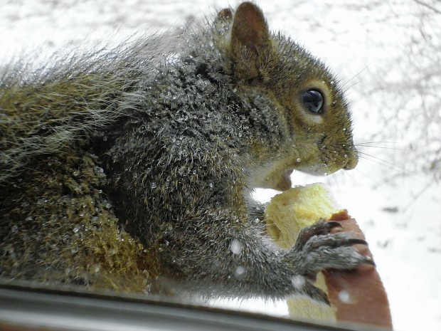 Squirrel