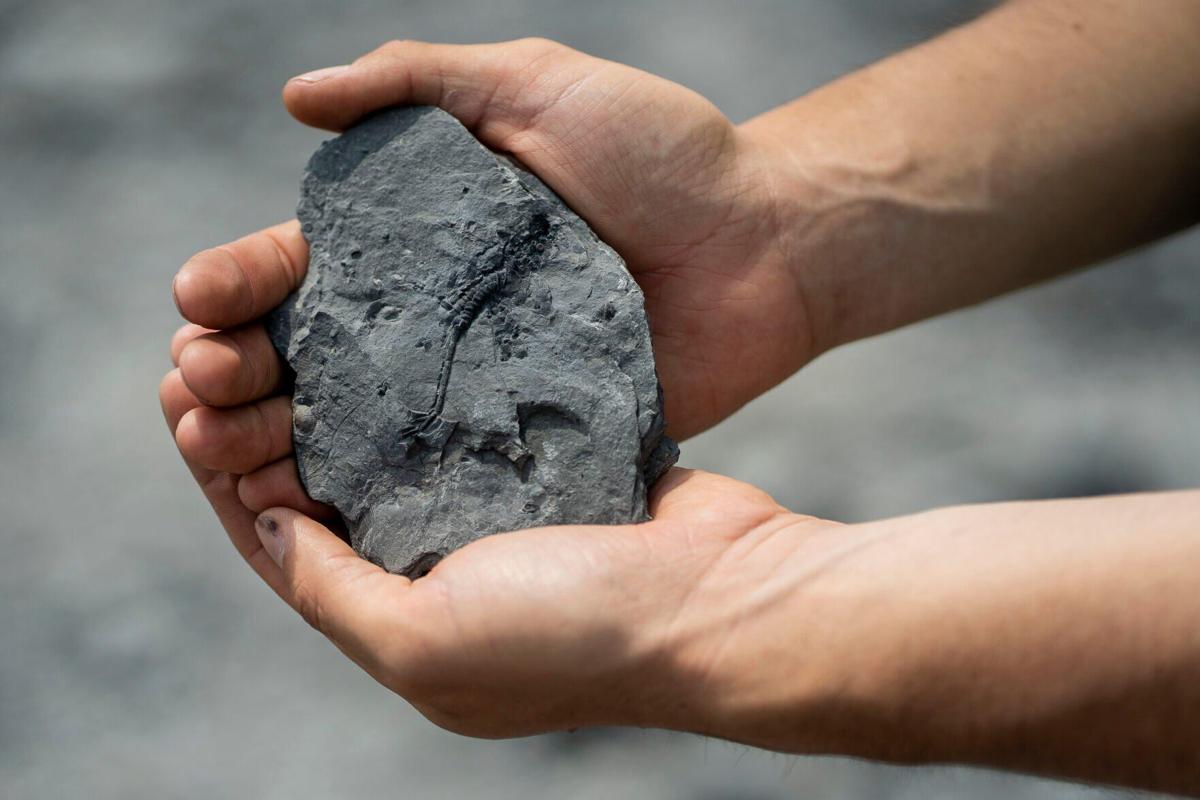 Fossil discovery in Hamburg, NY, shocks paleontology world