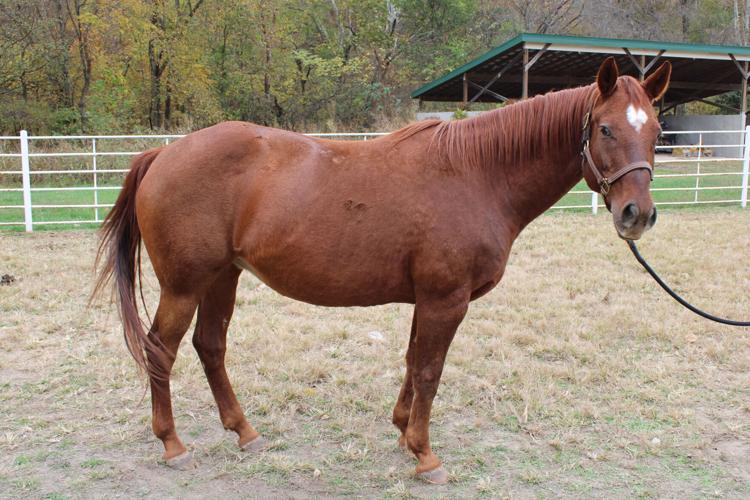 Pet of the week: Delta