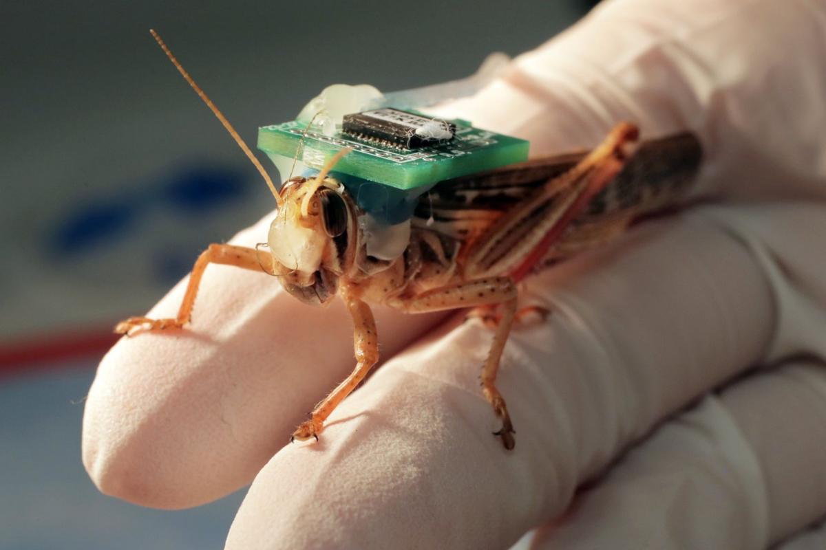 Cyborg locusts? Washington University researchers think bugs could be