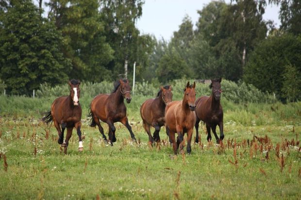 Horses