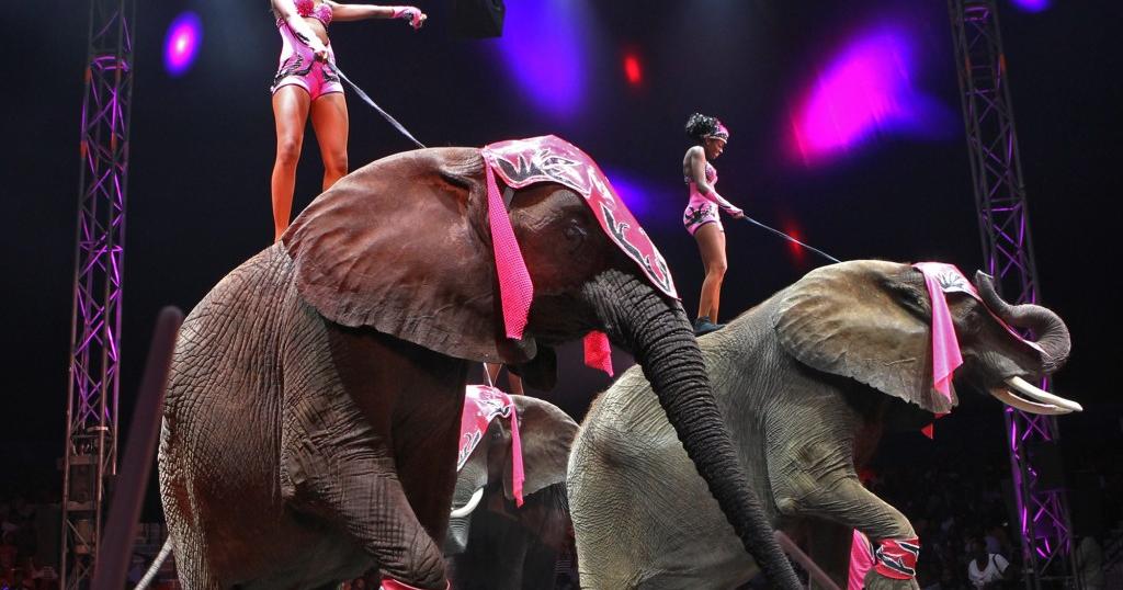 Group to protest UniverSoul Circus for treatment of animals