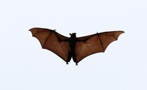 SCIENCE-BATS/