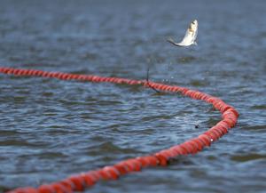 USGS collects nets and conducts research in effort to minimize invasive carp fish at Creve Coeur Lake
