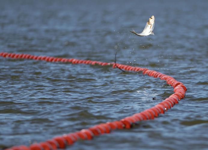 USGS collects nets and conducts research in effort to minimize invasive carp fish at Creve Coeur Lake