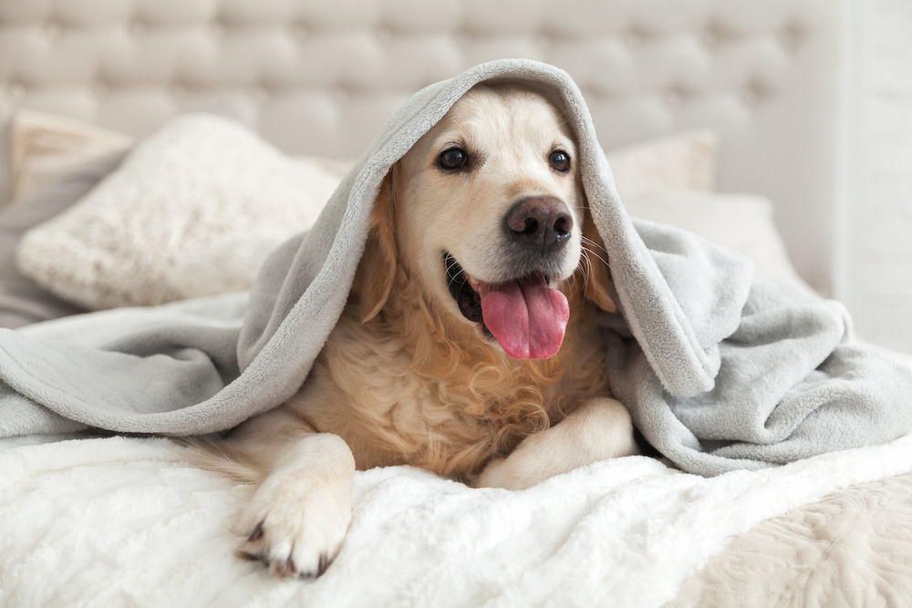 Pet-Friendly Hotels You May Have Not Heard Of (Image)