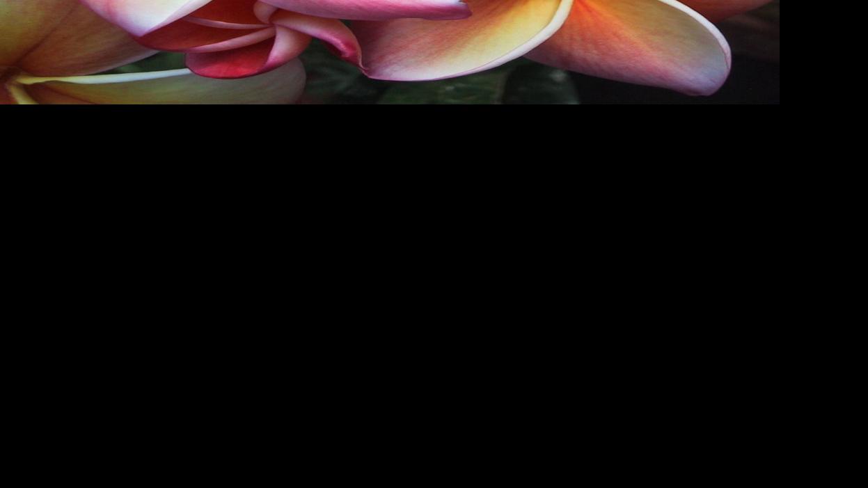 Move Plumeria Outdoors After All Chance Of Frost Is Past Home