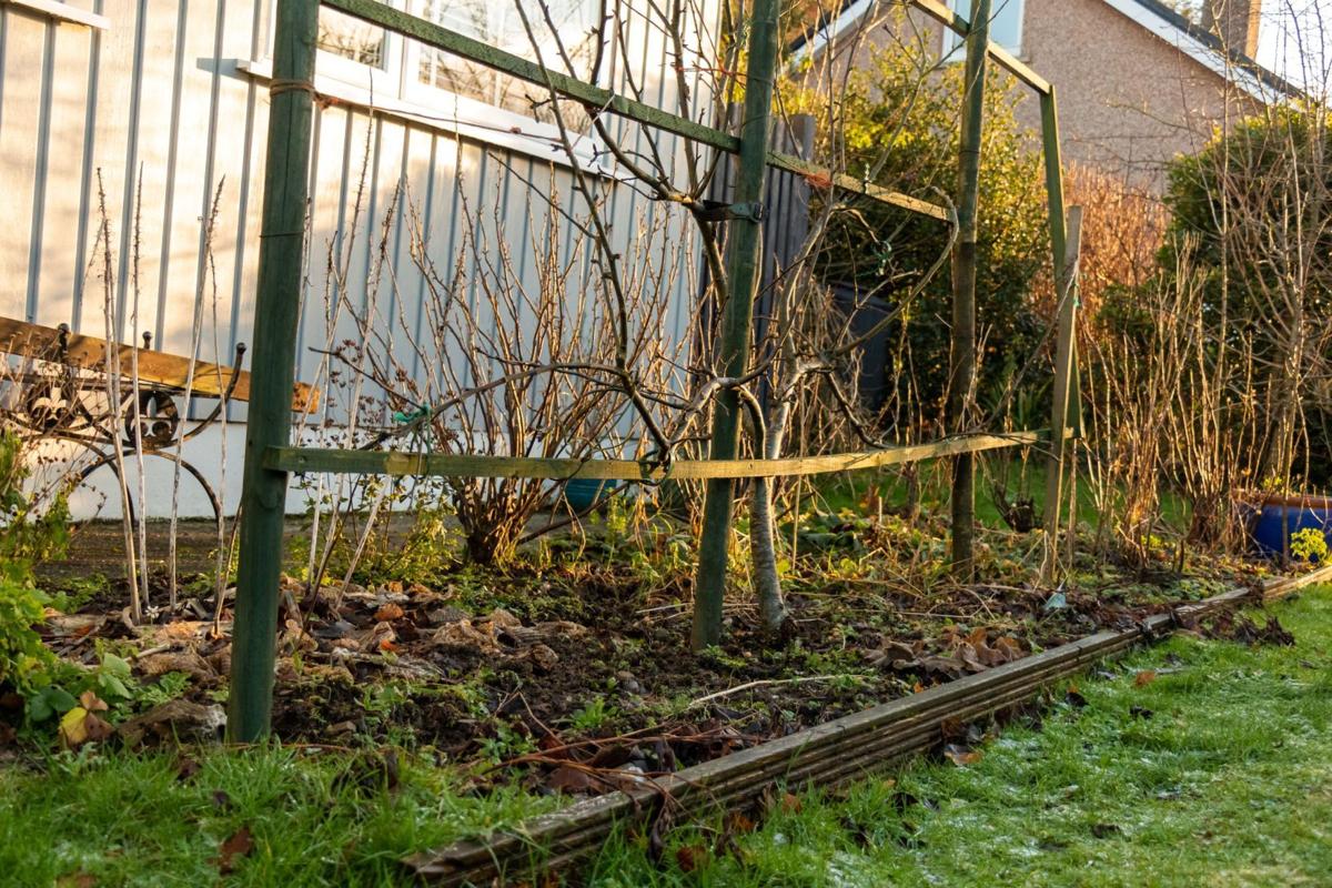 Dying garden bed