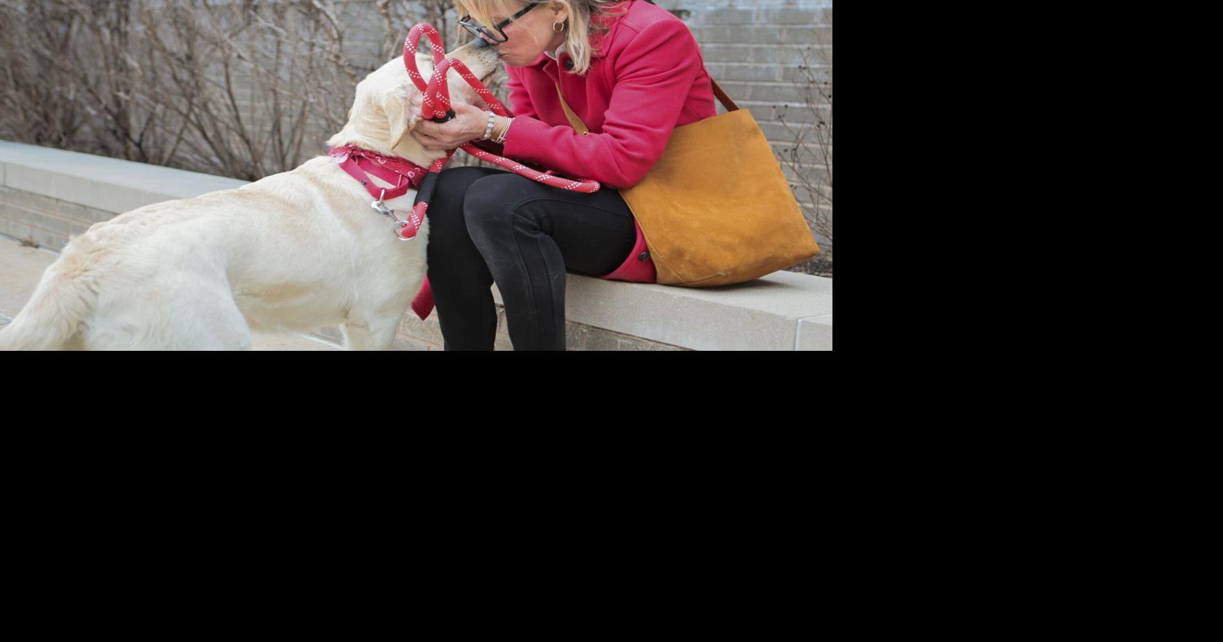 First yellow Lab rescued this week by Humane Society of Missouri is ...