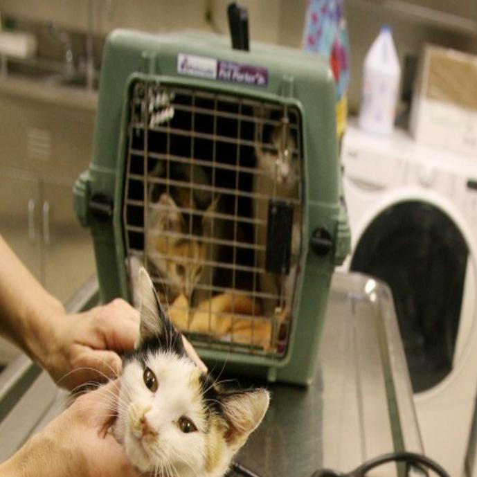 New St Louis County Animal Shelter Will End Space Problems