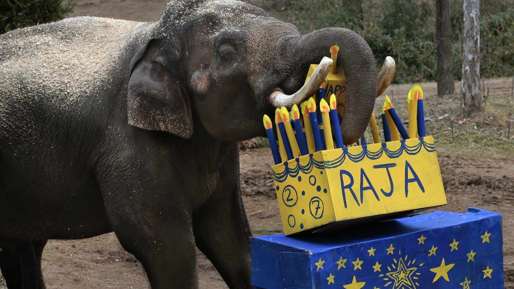 Best Bets: An elephant's virtual birthday party and a handful of New Year's Eve events