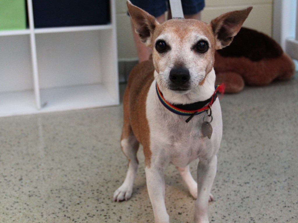 difference between rat terrier and jack russell