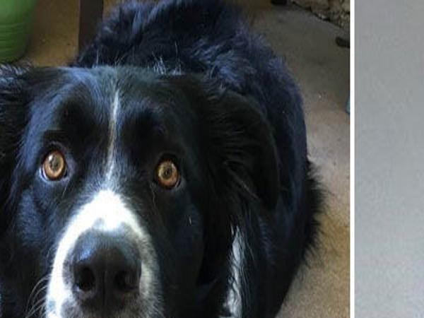 Crestwood Man Stabs And Kills Dog That Runs Onto His Property Charges Say Law And Order Stltoday Com