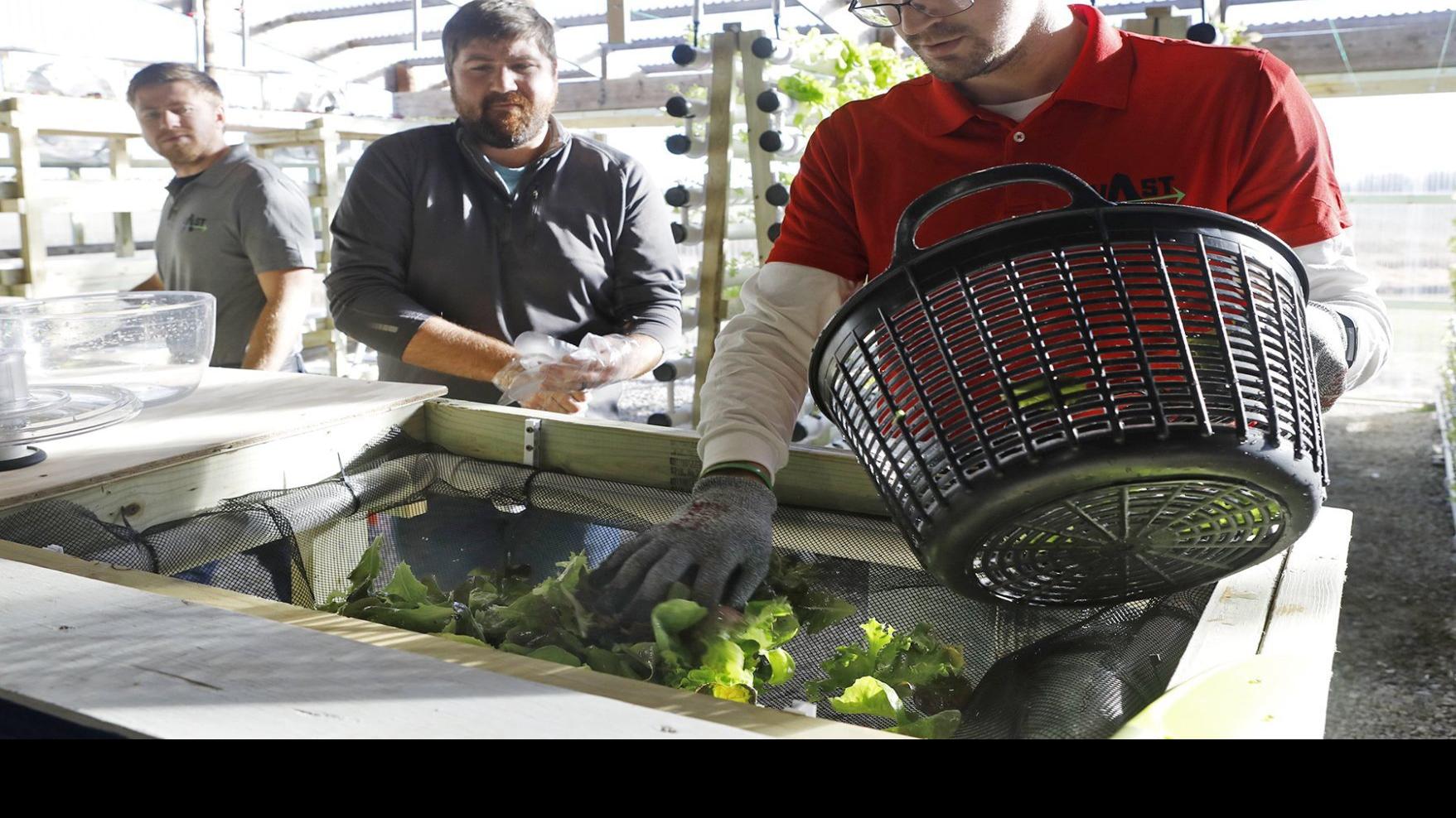 Raising Lettuce And Fish Year Round Brothers Modernize 7th