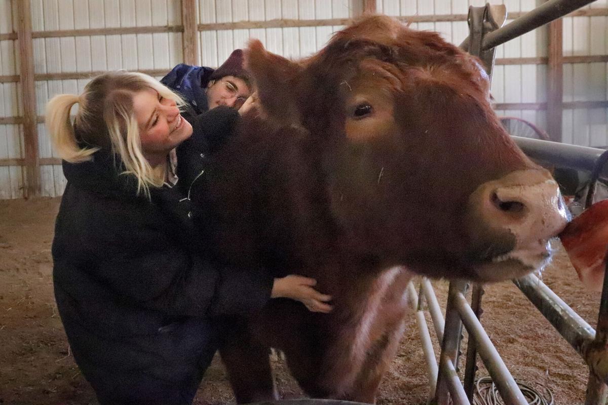 Holy cow! A barn in Dittmer offers cow-hugging therapy as a way to cope