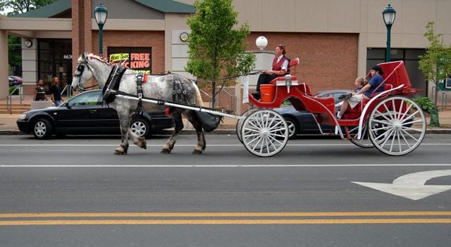 Carriage company ordered to end rides in St. Louis, St. Louis County | Political Fix | 0