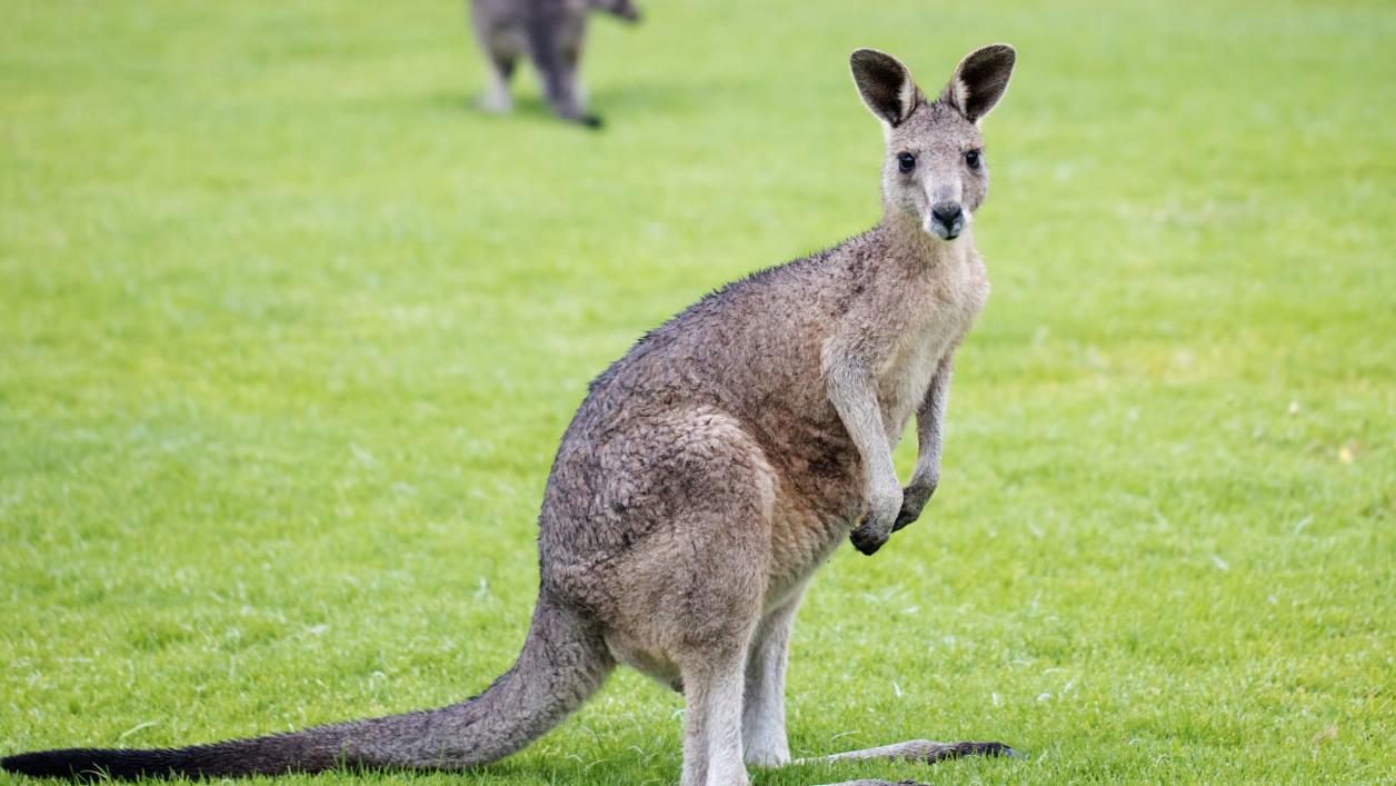 Your daily 6: Kangaroos can communicate with us, dashcam shows deputy run over Black man and your chance to implode Trump Plaza
