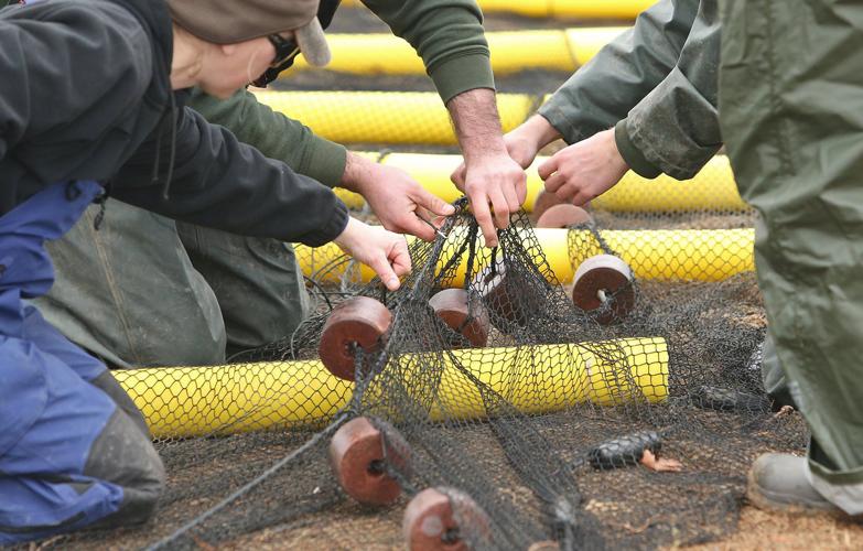 Pulling invasive carp from Creve Coeur Lake no easy job