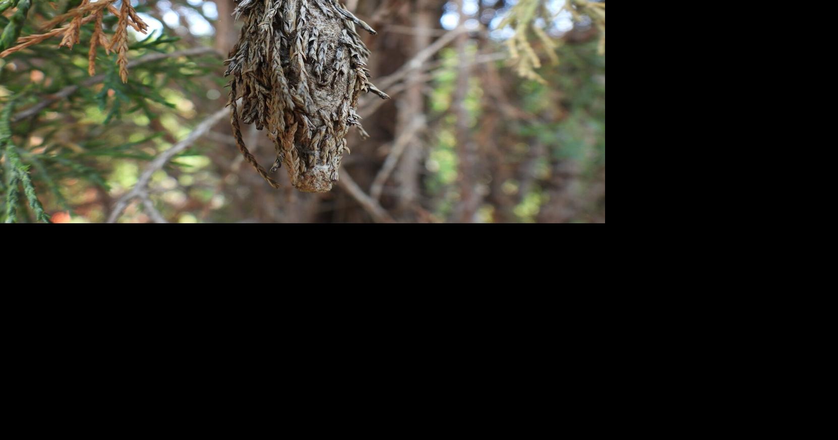 Gardening Q&A Hand pull bagworms from arborvitae this time of year Laura Chaves Missouri Botanical Garden