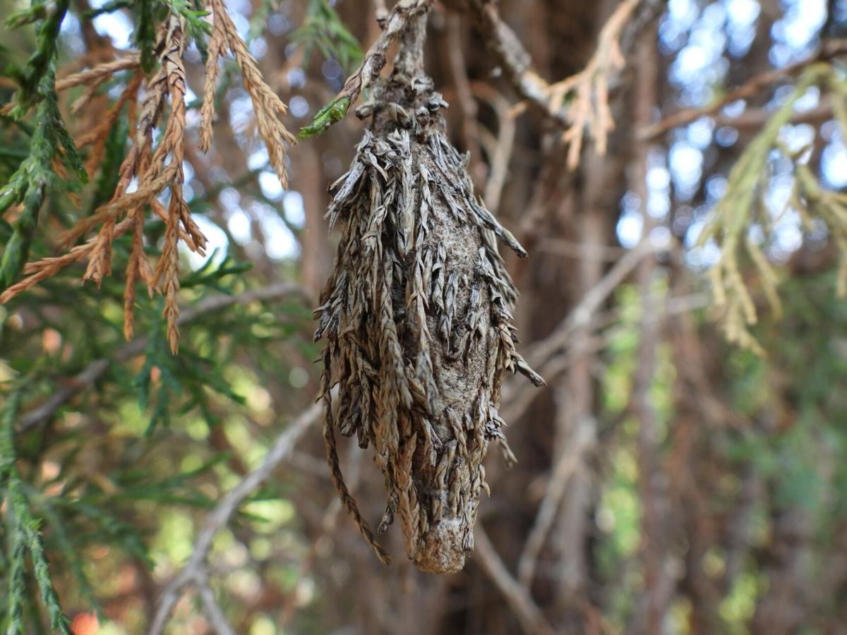 Bagworm