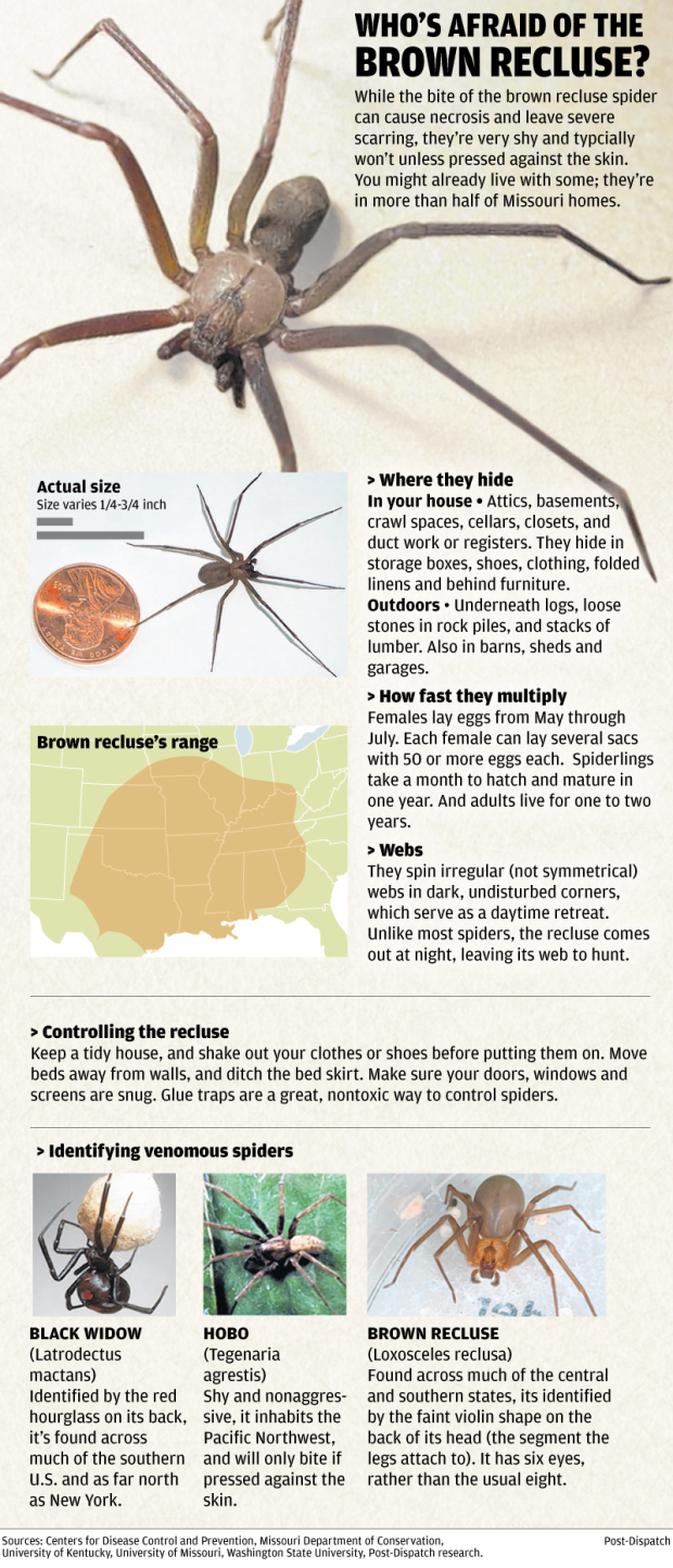 How To Identify The Brown Recluse Spider Sciencing | Images and Photos ...