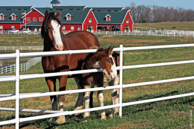 Up Close To The Baby Clydesdales At Warm Springs Ranch Home