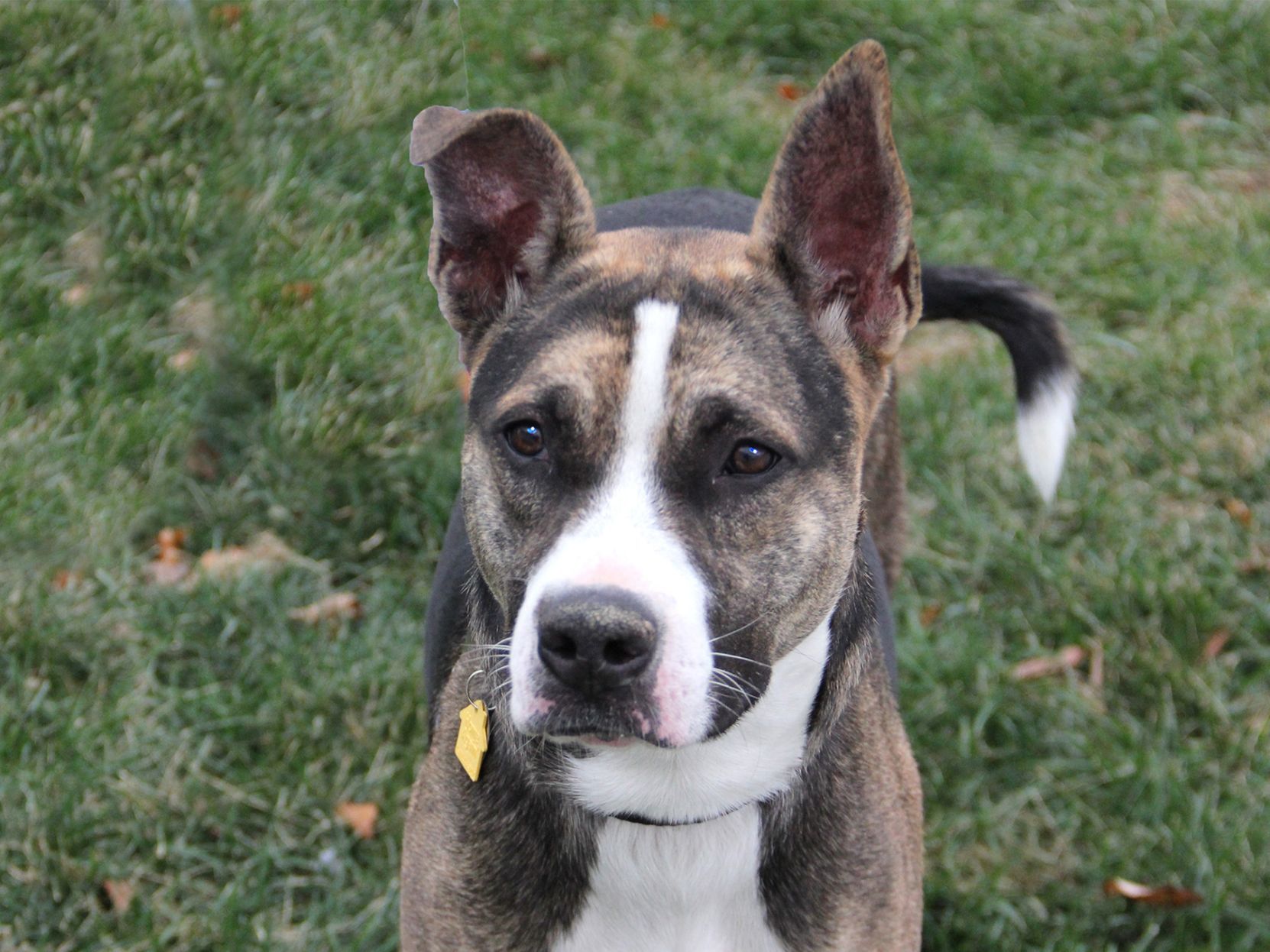 queensland heeler lab mix