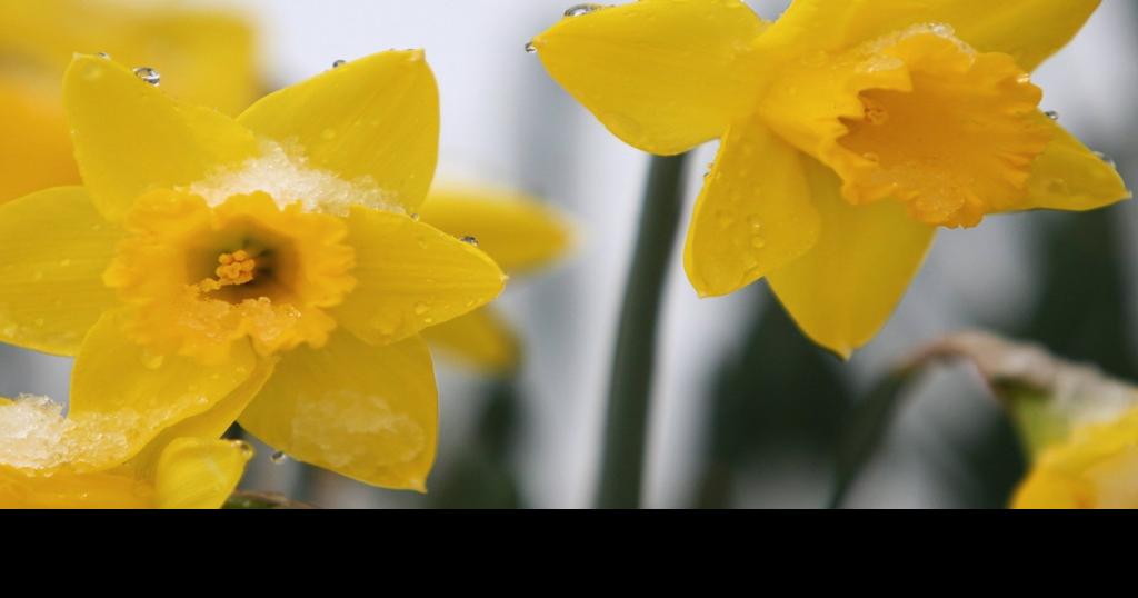 DAFFODIL FACTS
