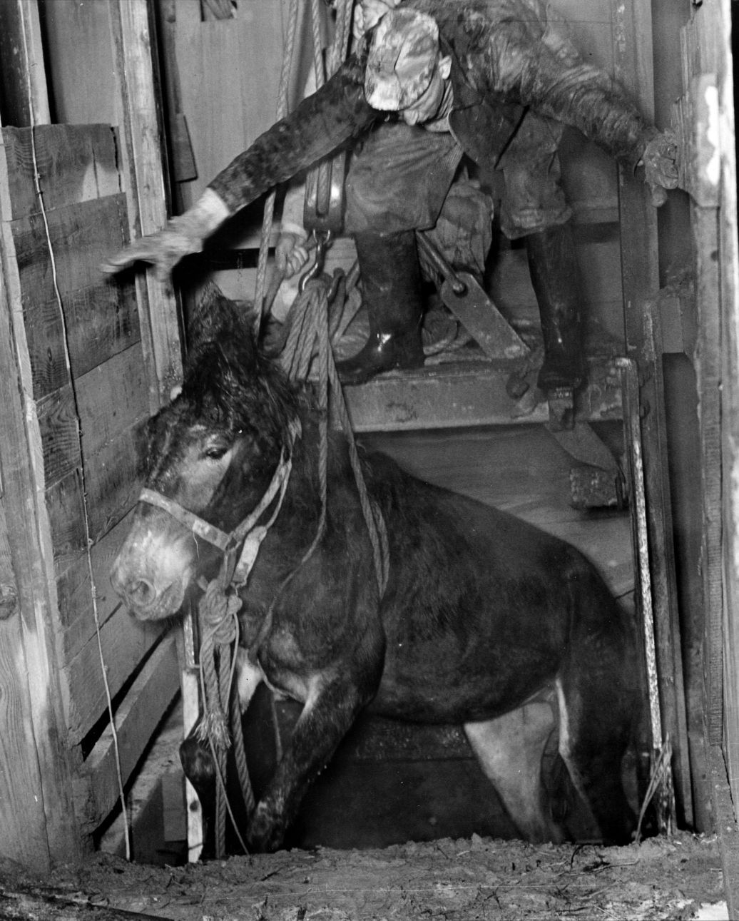 The History of the Missouri mule