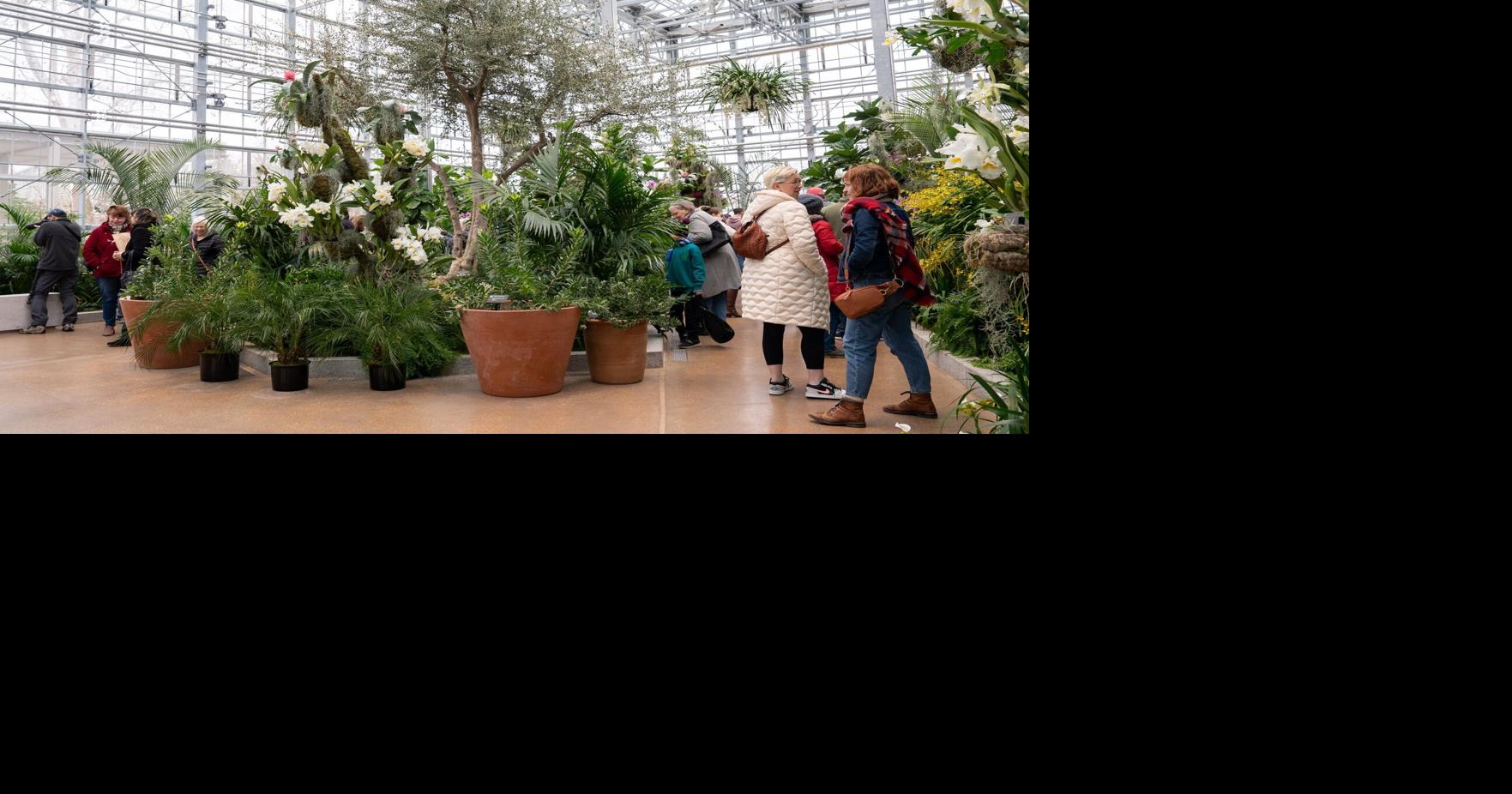 Photos Missouri Botanical Garden Orchid Show returns with new home