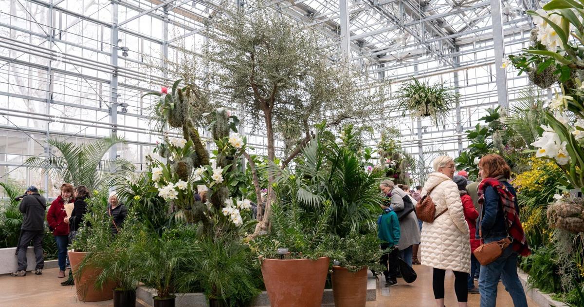 Photos Missouri Botanical Garden Orchid Show returns with new home