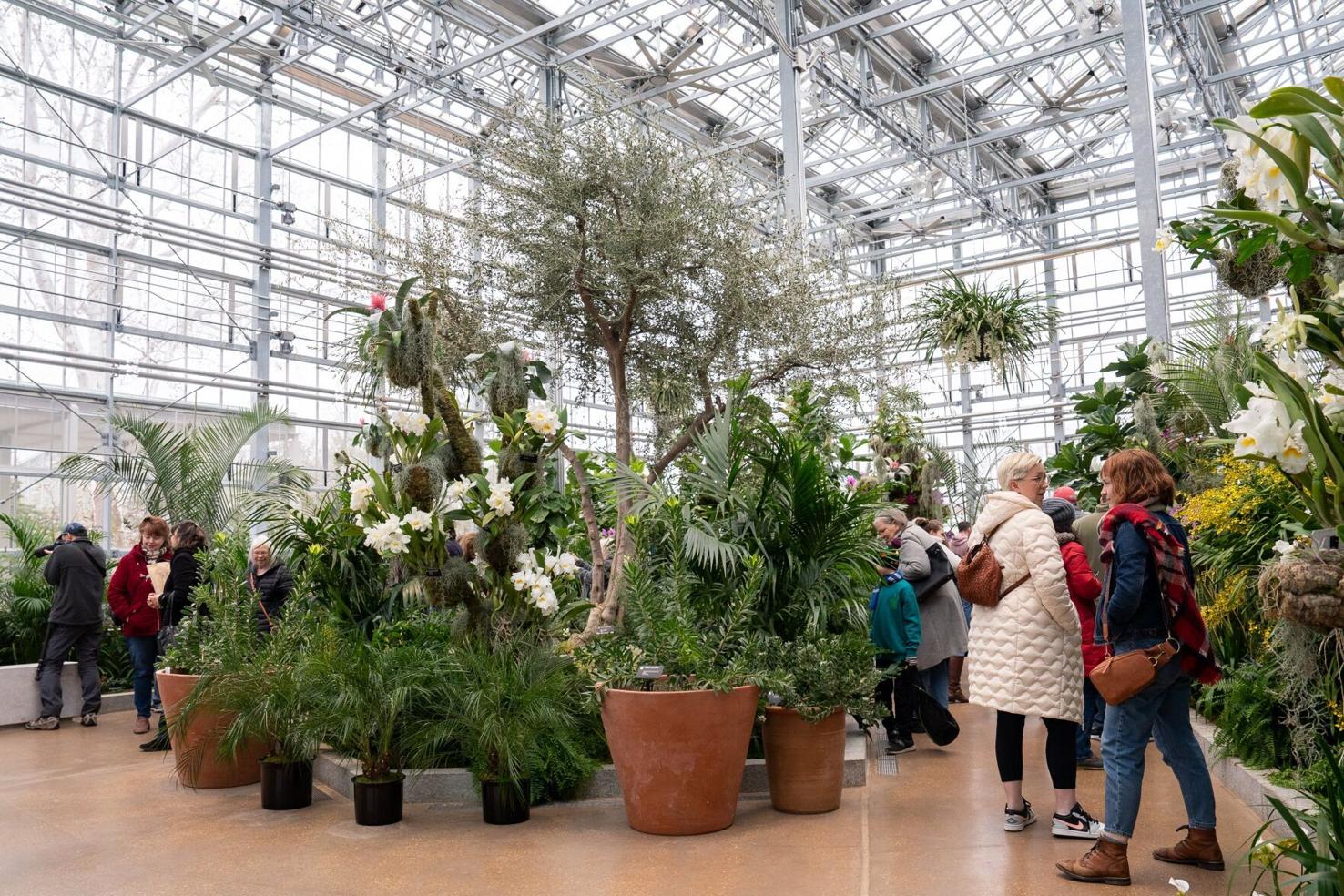 Photos Missouri Botanical Garden Orchid Show returns with new home