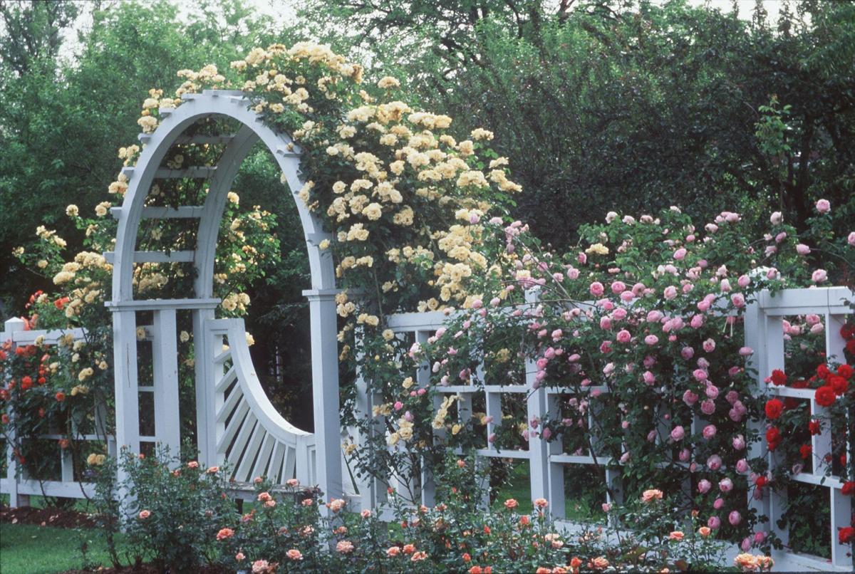 Trim only the toolong canes of climbing roses now Home and Garden