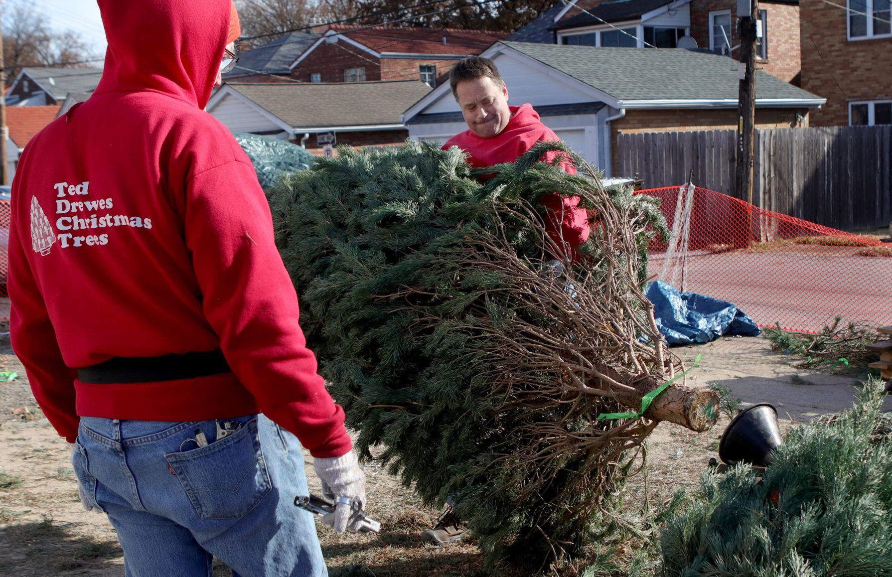 Photos It's prime time for selecting your Christmas tree Holidays